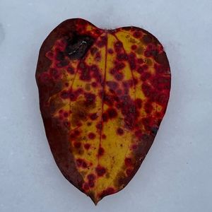 Meet your Posher, Devin